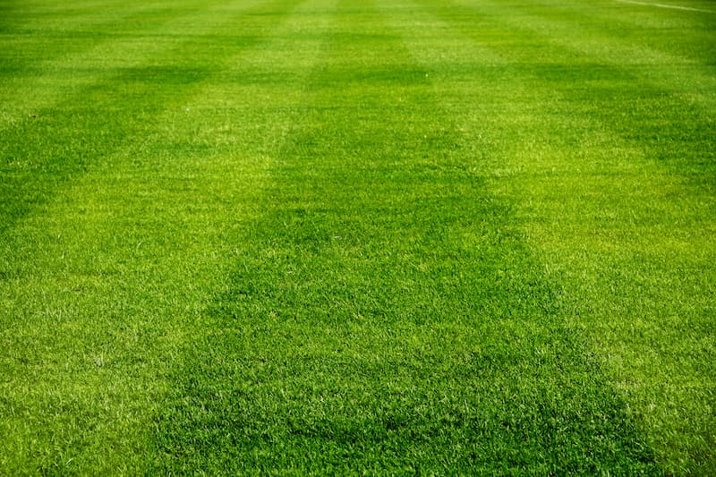 The Importance of Lawn Pest Control for a Healthy Yard