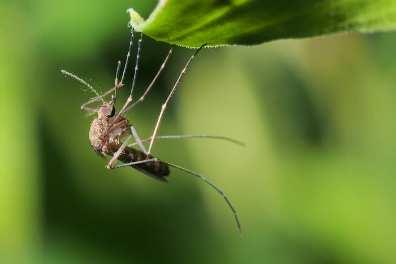 Lawn Pest Control